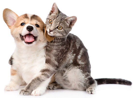 As 3 principais curiosidades sobre Cães e Gatos