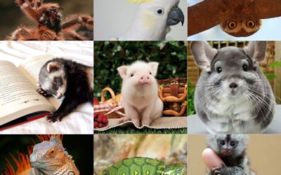 09 Pets diferentes : Animais exóticos para se ter de estimação!