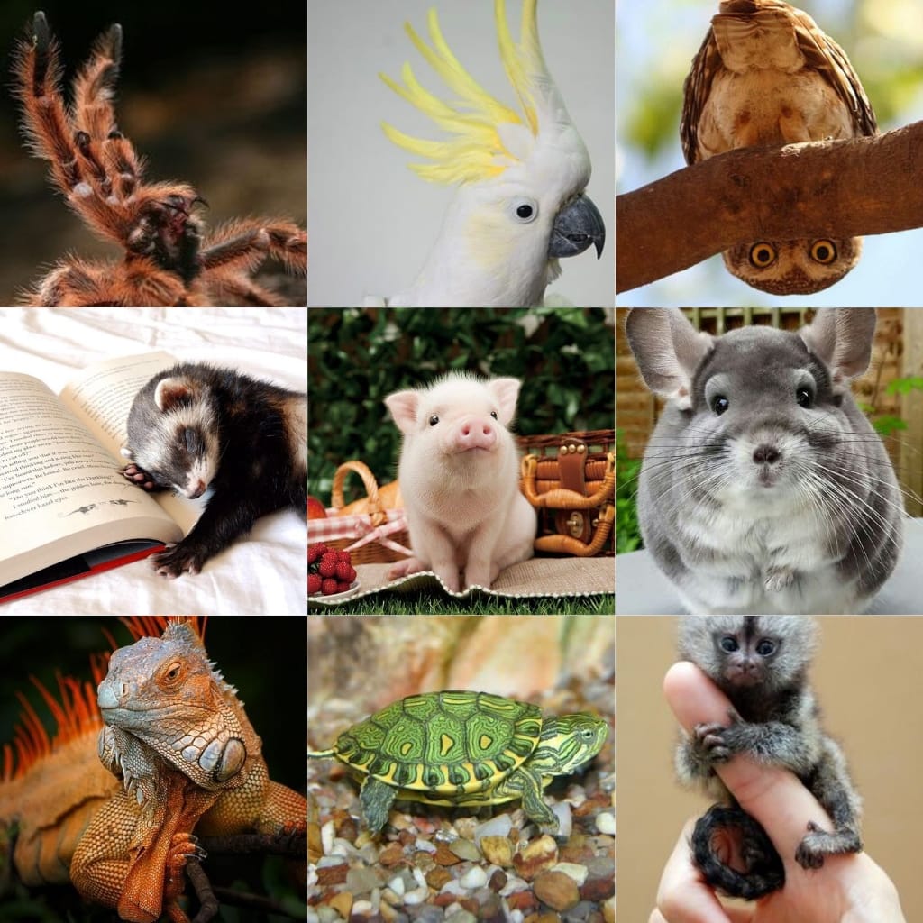 09 Pets diferentes : Animais exóticos para se ter de estimação!